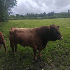 Dexter Bull Organic