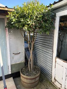 Large 2.5 meter Bay tree in a half barrel