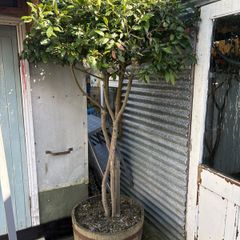Large 2.5 meter Bay tree in a half barrel