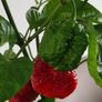 Carolina Reaper Chilli Indoor Plant Image 2