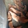Pullets Image 3