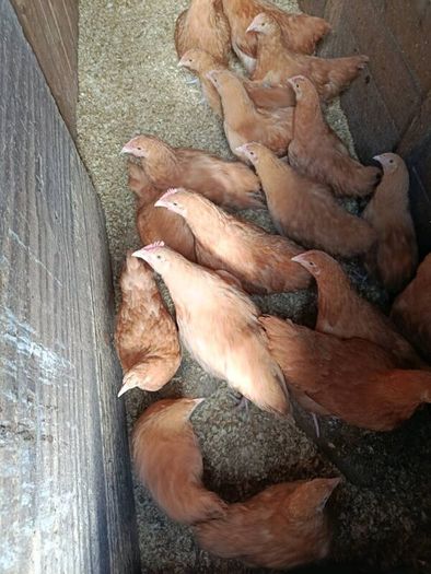 Pullets