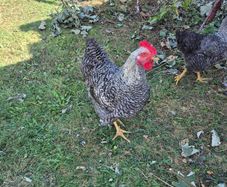 rooster