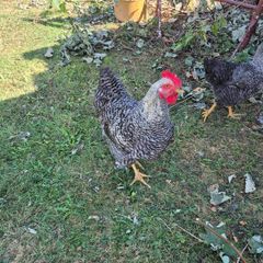 rooster