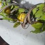 Lemon Door Wreath Image 2