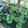 cottage garden perennial flowers Image 4