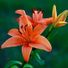 Tiger Lilly