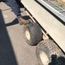 Tipping Trailer Image 4