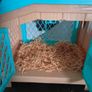 Little Live Pets Image 8