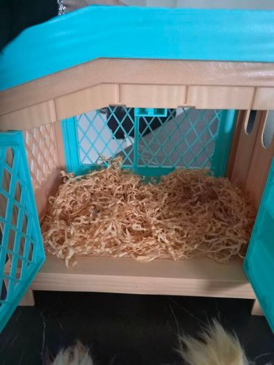 Little Live Pets