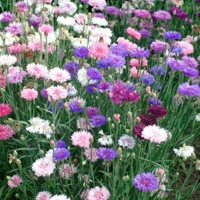 (C) Cornflower Mixed Varieties seeds 1g (883188)