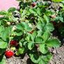 Strawberry Plant Image 7