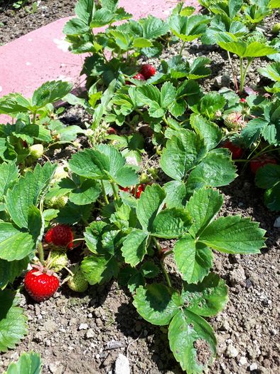 Strawberry Plant