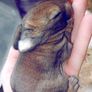 Rabbits. Quality Flemish Giants and Mini lops Image 7
