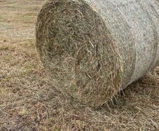 Hay bales