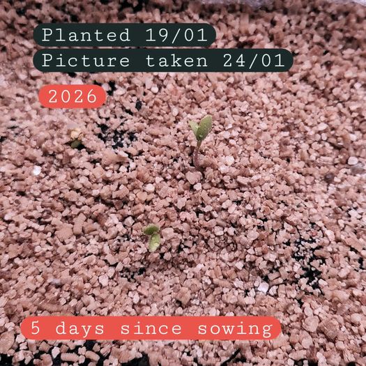 (G) Geranium Colorama Mix seeds 0.1g (430147) Plant Today