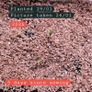 (G) Geranium Colorama Mix seeds 0.1g (430147) Plant Today Image 4