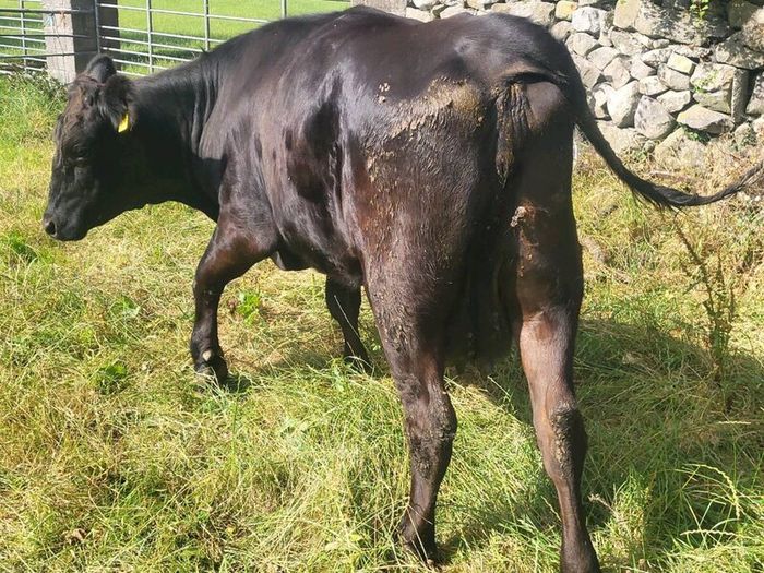 Aa Heifer With Bull Calf At Foot