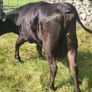 Aa Heifer With Bull Calf At Foot Image 6