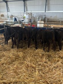 7 Angus homebred calves for sale
