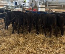 7 Angus homebred calves for sale