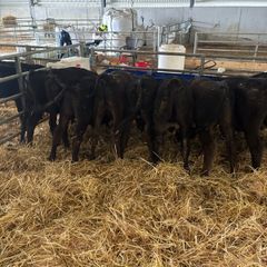 7 Angus homebred calves for sale