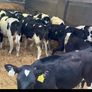 Fresian Bulls Image 9