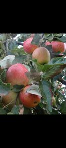 Apple Trees