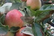 Apple Trees