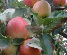 Apple Trees