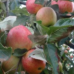 Apple Trees