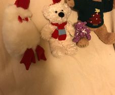 Teddy Bears and Duck