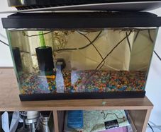 fish tank