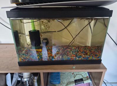 fish tank