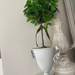ShabbyChic Decor Greenery in an Urn and velvet ribbon