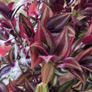 Beautiful Tradescantia "Violet Hill" House plant. Image 4