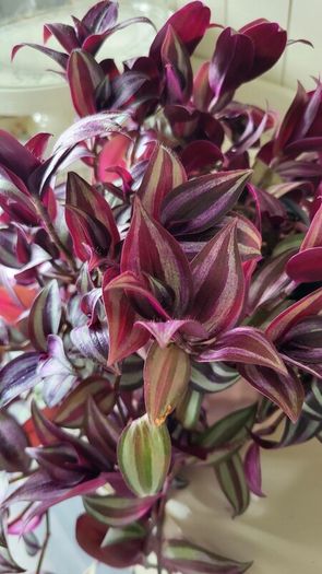 Beautiful Tradescantia "Violet Hill" House plant.
