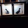 Poultry show pens Image 6