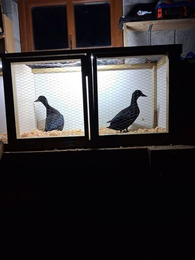 Poultry show pens