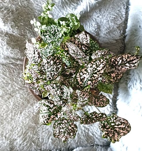 Plants Composition
