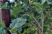 Taunton Deane Kale (Perennial)