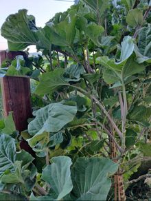 Taunton Deane Kale (Perennial)