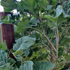 Taunton Deane Kale (Perennial)