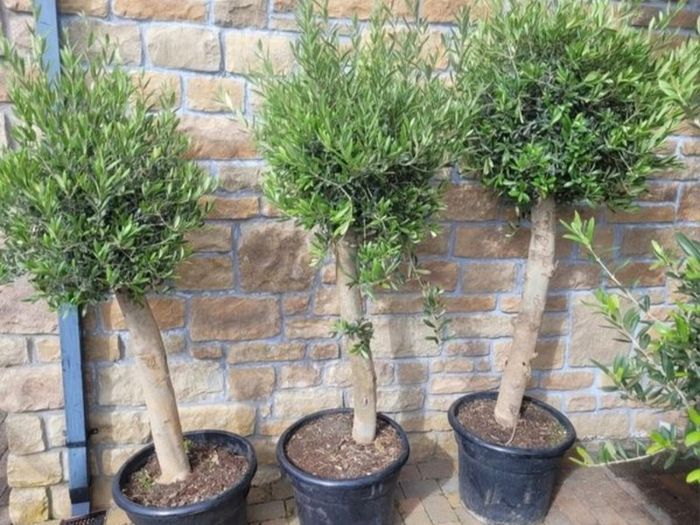 Olive tree, extra large 45cm pot