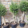Olive tree, extra large 45cm pot / 1 available Image 2