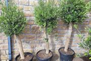 Olive tree, extra large 45cm pot / only 1 available