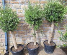 Olive tree, extra large 45cm pot