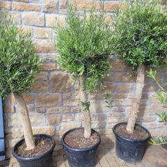 Olive tree, extra large 45cm pot
