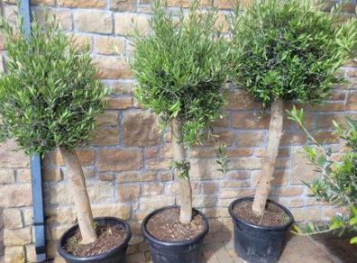 Olive tree, extra large 45cm pot