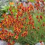 (F) Purple-net Toadflax Cordoba 0.3g Spanish Dancer seeds (415540) Image 2